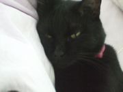 ファイル 1586-1.jpg