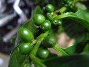 ファイル 1590-1.jpg