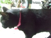 ファイル 1591-1.jpg