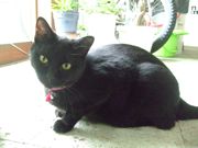 ファイル 1592-1.jpg