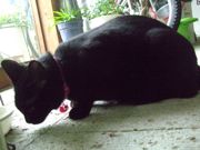 ファイル 1592-2.jpg