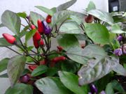 ファイル 1595-1.jpg