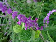 ファイル 1596-1.jpg