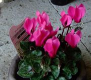 ファイル 1607-1.jpg