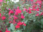 ファイル 1613-1.jpg