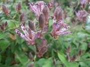 ファイル 1615-1.jpg