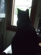 ファイル 1616-1.jpg