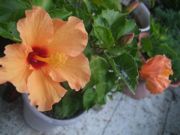 ファイル 1619-1.jpg