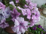 ファイル 1620-1.jpg