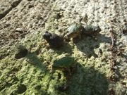 ファイル 1622-1.jpg