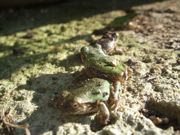 ファイル 1622-2.jpg