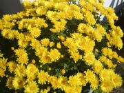 ファイル 1624-1.jpg