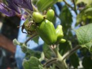 ファイル 1625-1.jpg