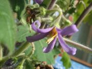 ファイル 1625-2.jpg