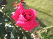 ファイル 1628-1.jpg