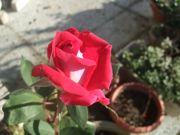 ファイル 1628-2.jpg