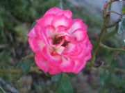 ファイル 1628-3.jpg