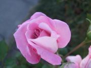 ファイル 1628-4.jpg