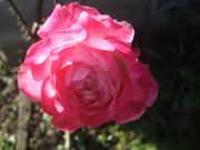 ファイル 1628-5.jpg