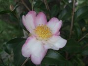 ファイル 1630-1.jpg