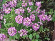 ファイル 1633-1.jpg