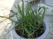 ファイル 1641-1.jpg