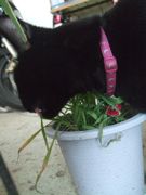 ファイル 1641-2.jpg