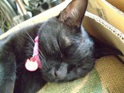 ファイル 1642-4.jpg