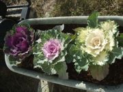 ファイル 1644-1.jpg