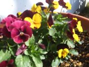 ファイル 1645-1.jpg