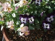 ファイル 1645-2.jpg