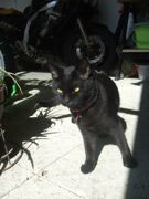 ファイル 1646-1.jpg