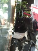 ファイル 1648-1.jpg