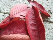 ファイル 1656-1.jpg