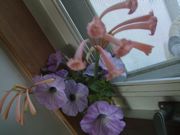 ファイル 1658-1.jpg