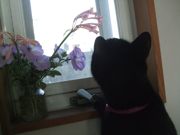 ファイル 1660-1.jpg