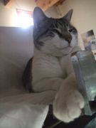 ファイル 1661-4.jpg