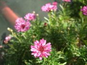 ファイル 1662-1.jpg