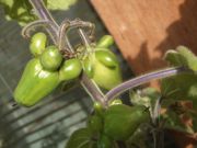 ファイル 1663-1.jpg