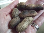 ファイル 1665-1.jpg