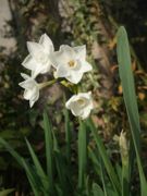 ファイル 1671-1.jpg