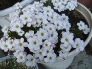 ファイル 1673-1.jpg