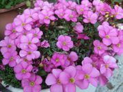 ファイル 1673-2.jpg