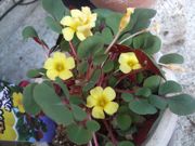 ファイル 1674-1.jpg