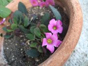 ファイル 1674-2.jpg