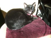 ファイル 1678-2.jpg