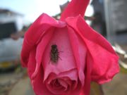 ファイル 1685-1.jpg