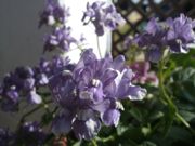 ファイル 1690-1.jpg