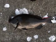 ファイル 1692-3.jpg