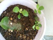 ファイル 1694-1.jpg